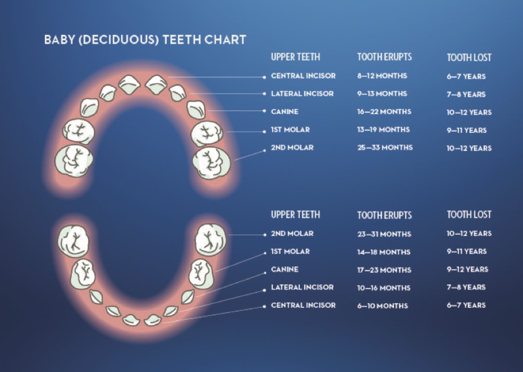 'Baby (Deciduous) Teeth Chart